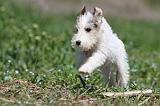 FOX TERRIER 321